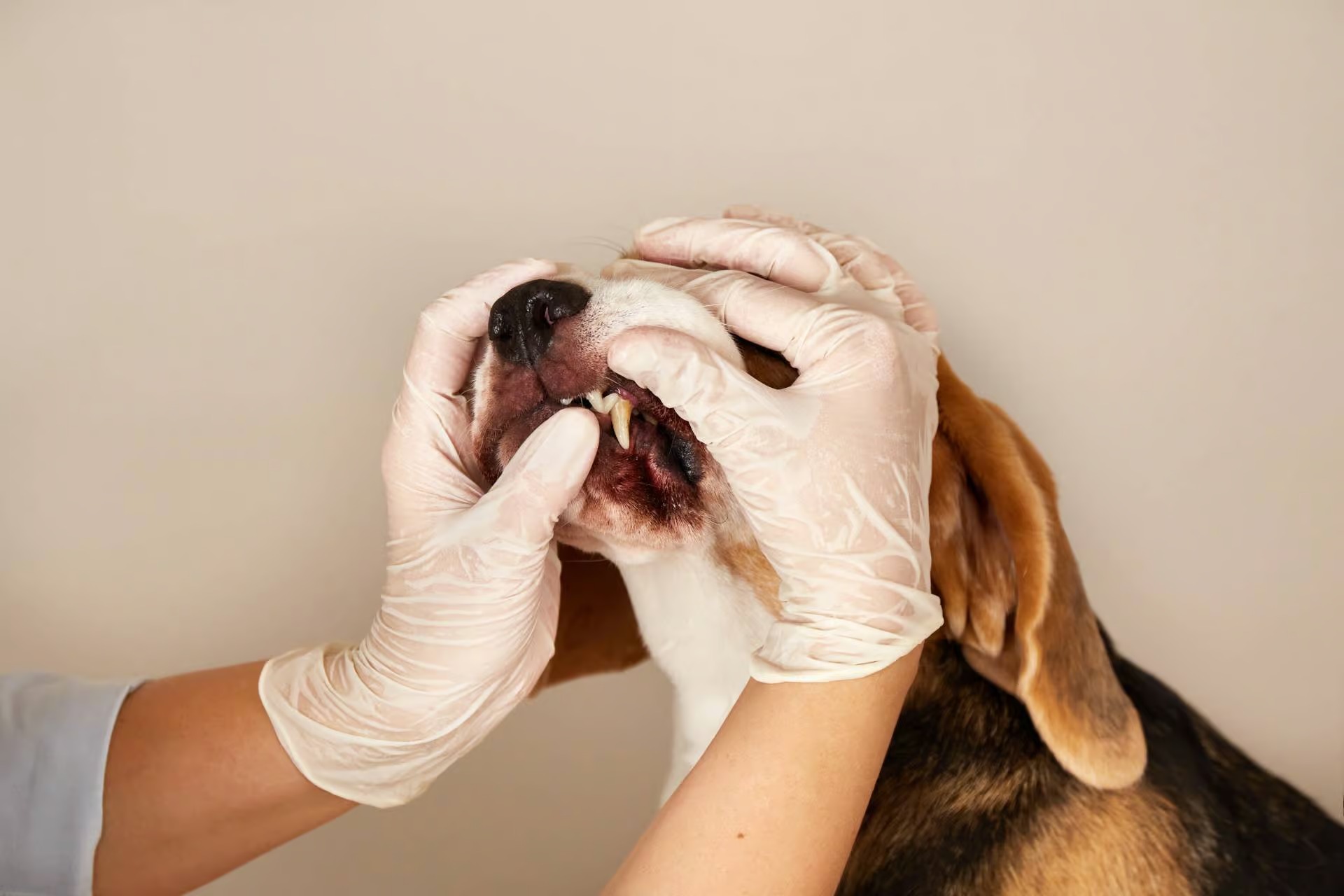 Professionel tandrens for hunde og alternativer til sunde tænder